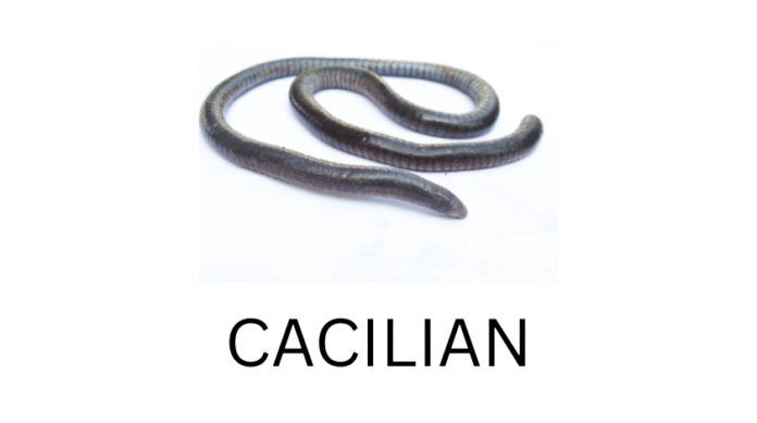 cacilian